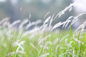 Khám phá các công dụng chữa bệnh của loại cỏ dại cực quen thuộc