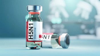 Mỹ tăng cường phát triển vaccine ngừa cúm H5N1