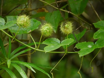 Tác Dụng Của Cây Chùm Bao: Giải Pháp Tự Nhiên Cho Sức Khỏe