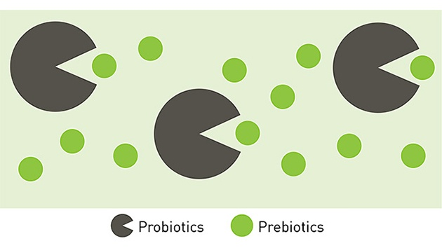 Các thực phẩm chưa Prebiotic tốt cho hệ tiêu hóa 1