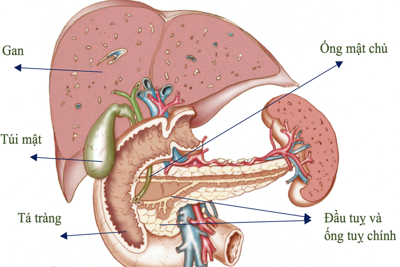 MỘT SỐ LƯU Ý VỀ DINH DƯỠNG CHO NGƯỜI BỊ VIÊM TỤY 2