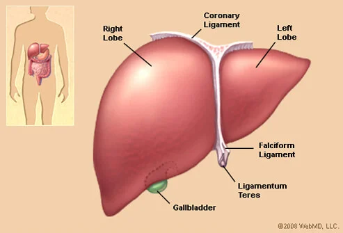 Giải độc gan tại nhà như thế nào 1