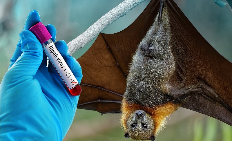 20220825 nhung dieu can biet ve virus nipah 4