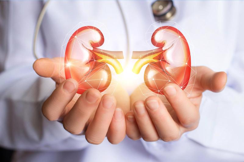 kidneys in dr hands 15355231336951641538787