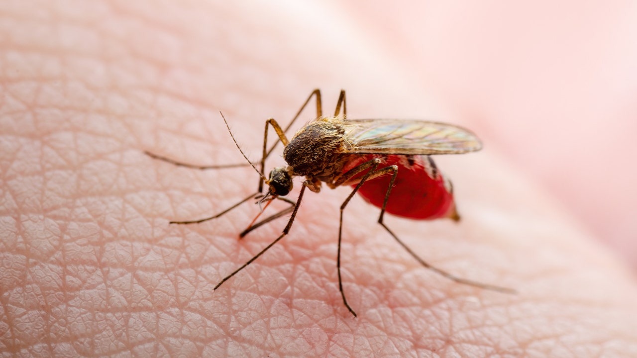 Hà Nội phát hiện thêm Virus Dengue gây sốt xuất huyết 1