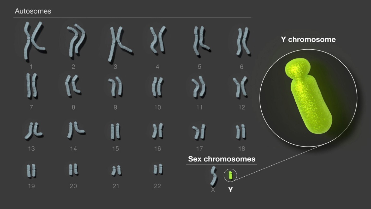 Nam giới sẽ thay đổi giới tính do NST Y dần biến mất 2
