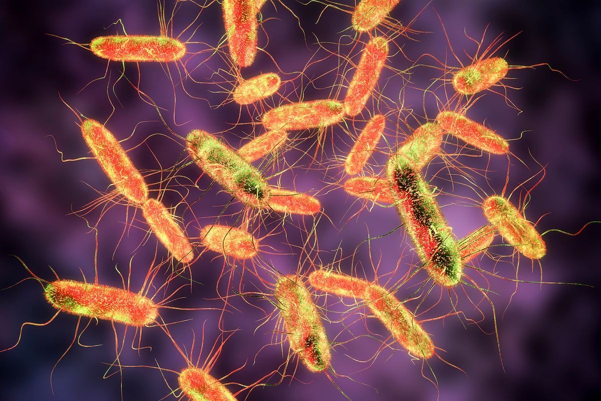 Tại sao trẻ nhỏ dưới 5 tuổi dễ bị nhiễm khuẩn Salmonella 1