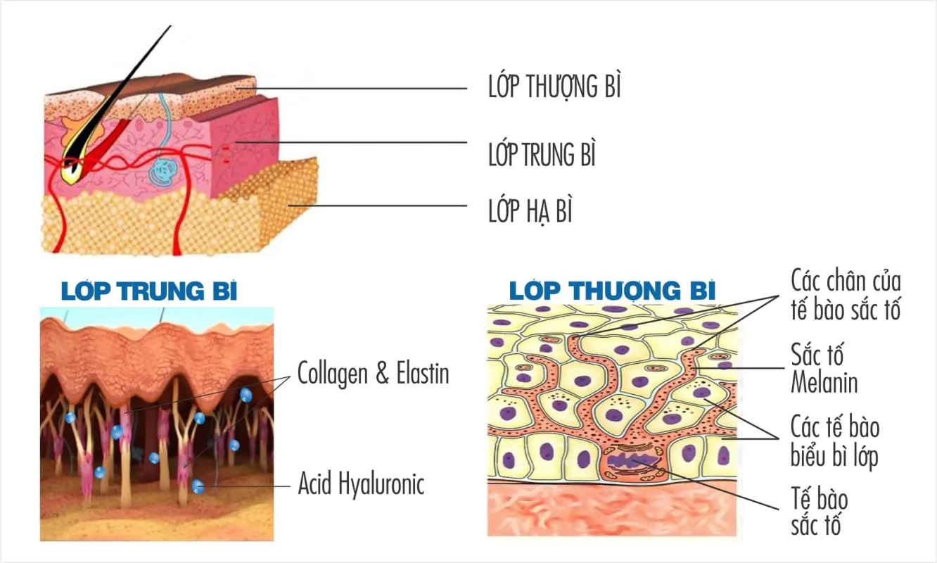 Khám Phá Làn Da Của Bạn 1