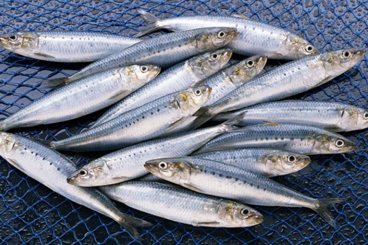 Omega 3 Từ Cá 3