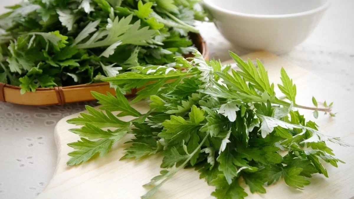 Tác Dụng Của Cây Ngải Cứu Trong Hỗ Trợ Giảm Đau Bụng Kinh