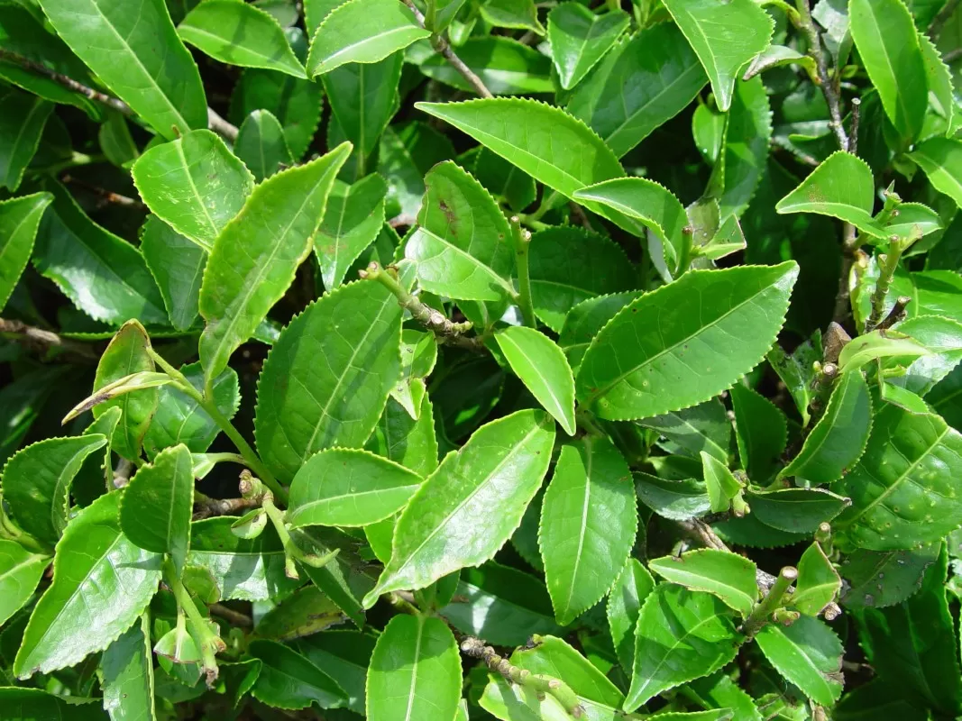 Bí Quyết Dân Gian: Tắm Lá Chè Xanh Trị Rôm Sảy Cho Trẻ An Toàn, Hiệu Quả