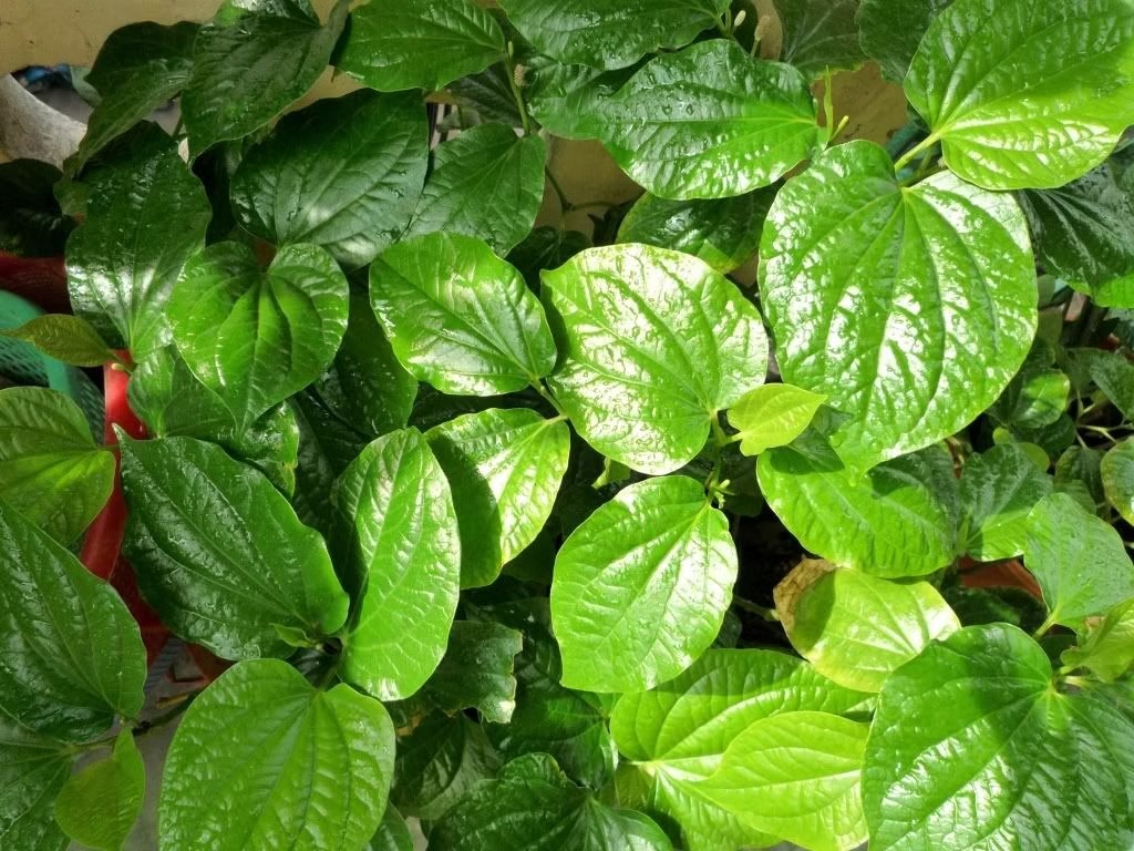 7 Bài thuốc dân gian giúp điều hòa kinh nguyệt 4